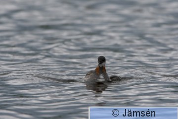 DSC_24720662.jpg