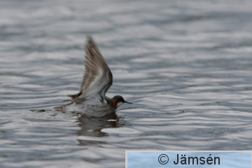 DSC_24900665.jpg