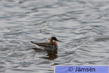 DSC_24970666.jpg