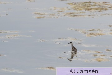 DSC_6041017115.jpg