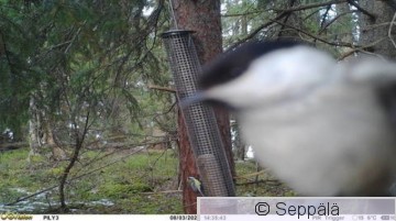 hömötiainen.jpeg