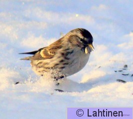 IMG_5486-002.JPG