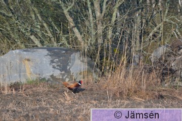 20150428-DSC_4592.jpg