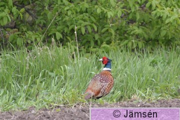20150520-DSC_7799.jpg