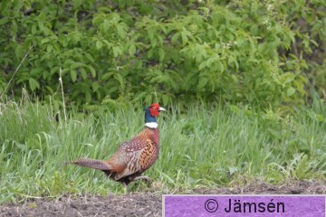 20150520-DSC_7803.jpg