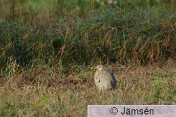 DSC_6637.jpg
