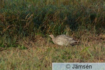 DSC_6671.jpg