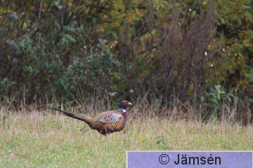 DSC_080018248.jpg