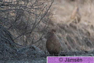 DSC_867000044.jpg