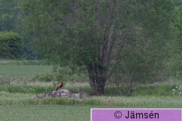 DSC_4245010961.jpg