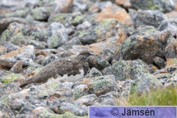 DSC_43461000.jpg