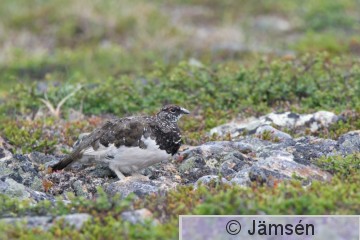 DSC_44851049.jpg