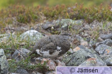 DSC_9238018151.jpg