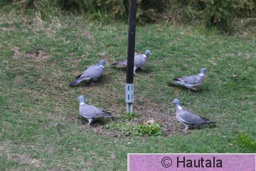Sepelkyyhky, Columba palumbus, Tre.JPG