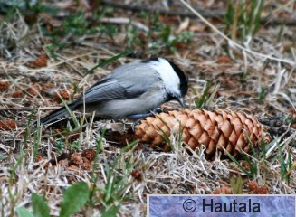 Hömötiainen, Tampere, piha, 1.JPG