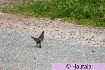 Hernekerttu, piha, harhautus, 2.jpg