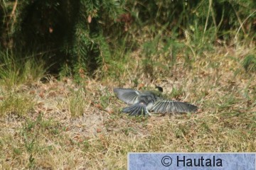 IMG_9252.JPG