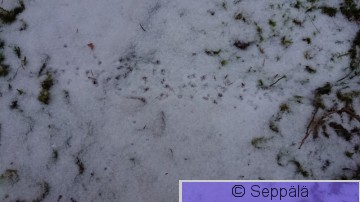 myyrän jäljet.JPG