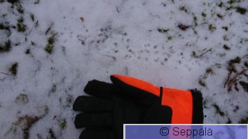 myyränjäljet.JPG