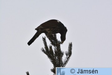 DSC_3746.jpg
