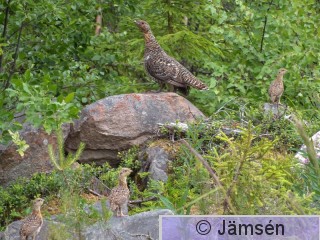 DSCF8446.jpg
