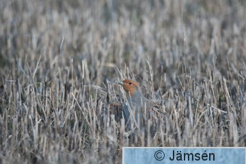 DSC_690604152.jpg