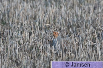 DSC_691304157.jpg