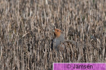DSC_705004238.jpg