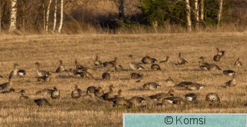 DSC_3150.jpg