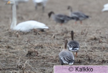 lyhytnokkahanhi 068.jpg