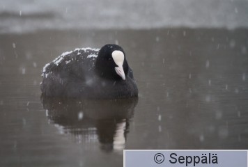 nokikana_Tampere200331_iso1.jpg