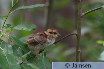 DSC_719012637.jpg