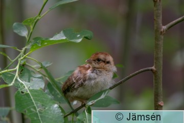 DSC_722712650.jpg