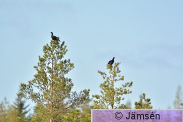 20150515-DSC_6691.jpg
