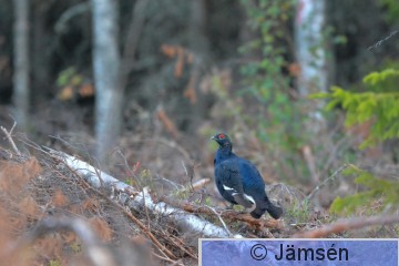 DSC_0959.jpg