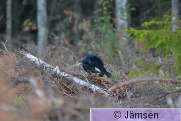 DSC_0966.jpg