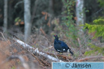 DSC_0984.jpg