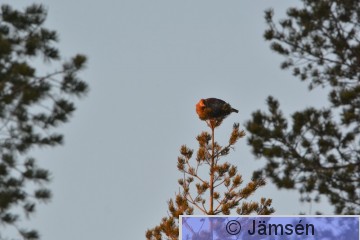 DSC_3451.jpg