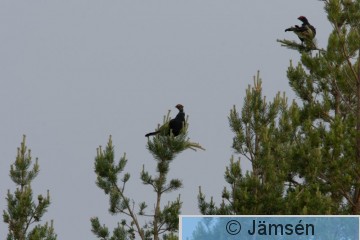 DSC_151410783.jpg