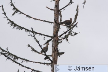 DSC_373118762.jpg