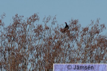 DSC_500002096.jpg