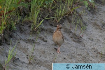 DSC_3668010686.jpg