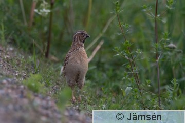 DSC_3929010806.jpg