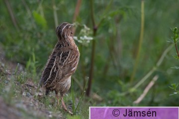 DSC_3989010841.jpg