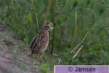 DSC_4015010852.jpg