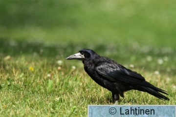 IMG_7010 k.jpg