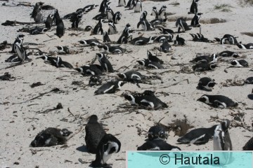 Afrikan pingviini, spheniscus, Kap-kaupunki, RSA, 7.jpg