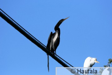 Amerikankäärmekaula, Delray Beach, 2.jpg