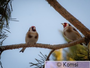 DSC_3416-2.jpg