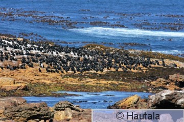 Kapinmerimetso, phalacrocorax capensis, Kap-kaupunki, RSA, 7.jpg